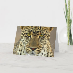 Tarjeta Fierce Leopard