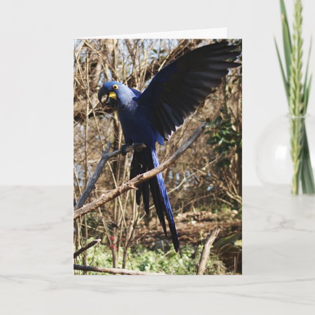 Tarjeta Fiesta de loros (Anverso)