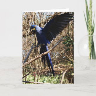 Tarjeta Fiesta de loros