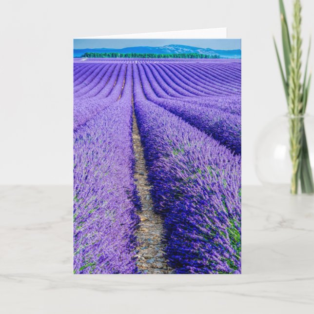 Tarjeta Filas de Lavender, Provenza, Francia (Anverso)