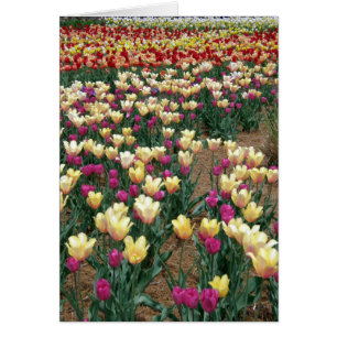 tarjeta - Filas de tulipanes multicolor