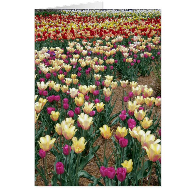 tarjeta - Filas de tulipanes multicolor (Frente)