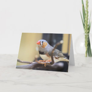 Tarjeta Finch