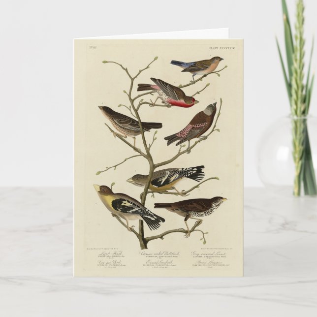 Tarjeta Finch, Bunting, Grosbeak, Audubon Birds of America (Anverso)