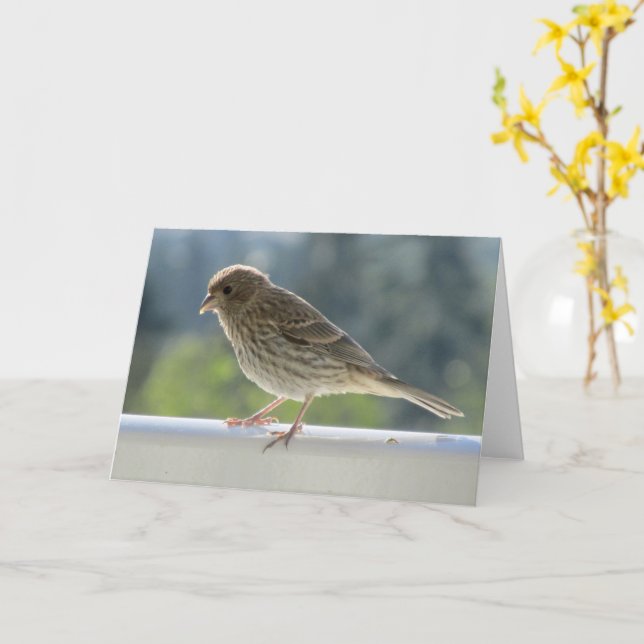 Tarjeta Finch en el sol de la mañana. (flor amarilla)