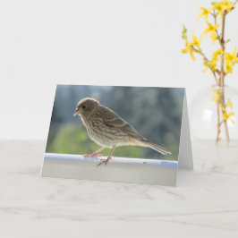 Tarjeta Finch en el sol de la mañana.