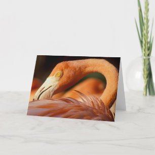 Tarjeta Flamingo