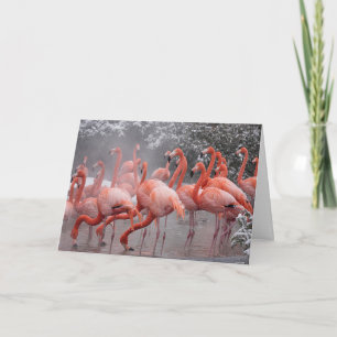 Tarjeta Flamingo americano