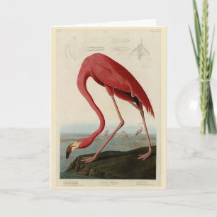 Tarjeta Flamingo americano de los pájaros de los Estados U