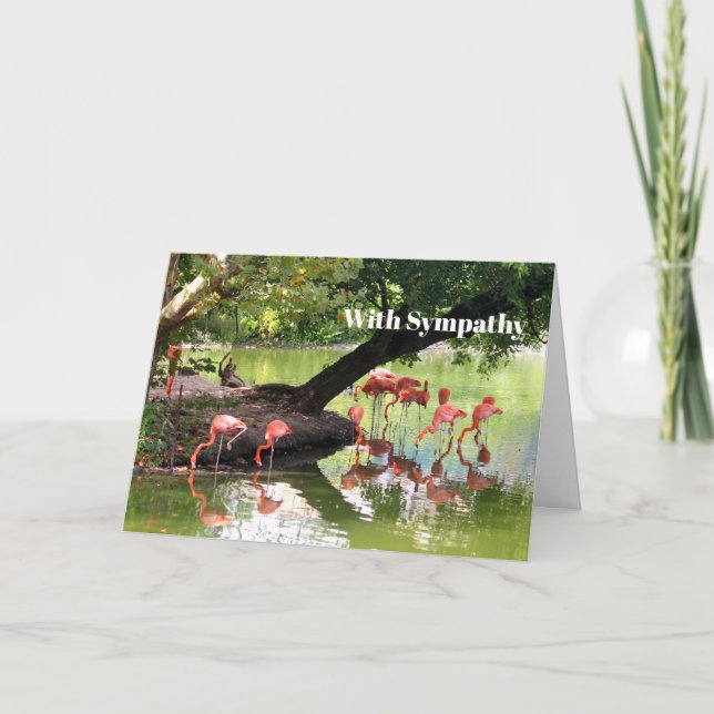 Tarjeta Flamingo rosa Flock Wildlife Photo Sympathy (Anverso)