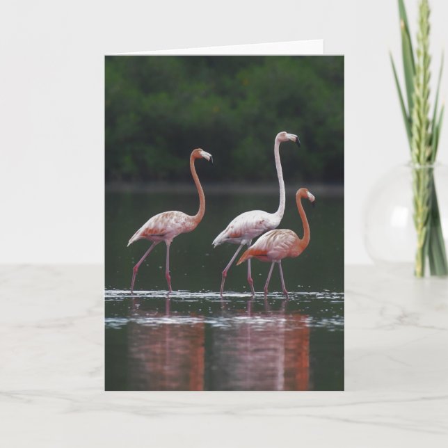 Tarjeta Flamingo Trio (Anverso)