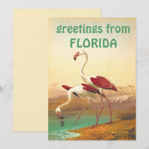Tarjeta Flamingos Vintage Saludos Desde Florida Viaje