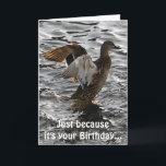 Tarjeta Flapping Mallard Duck Funny Birday Card<br><div class="desc">Con el título "Sunlight II", esta fresca carta de vida salvaje muestra a una salvaje pato mallard (Drake) aleteando sus alas para secarse después de un feliz aterrizaje. Como tarjeta de cumpleaños, el humor a un lado de la tarjeta no escapará a los que aprecian un buen juego de palabras....</div>