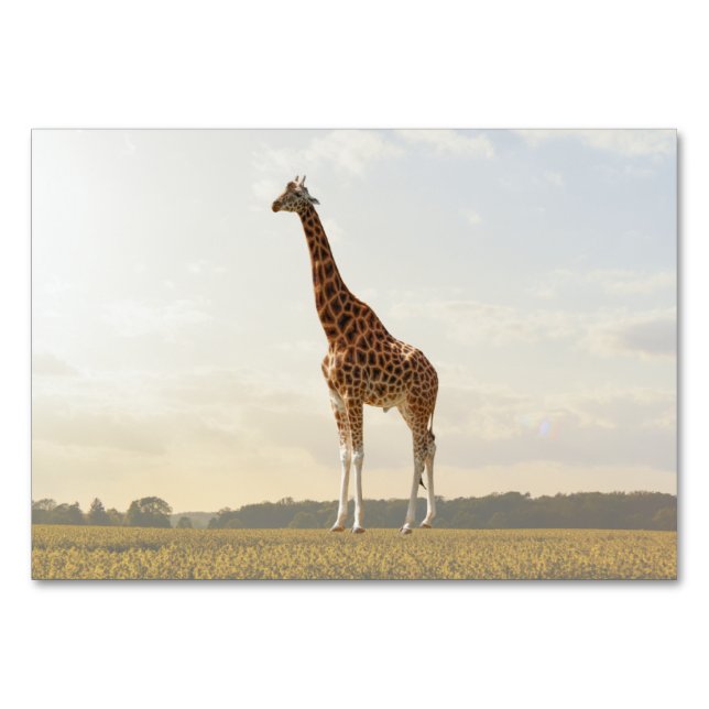 Tarjeta Flashcard de etiquetado táctil de Giraffe  (Anverso)