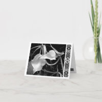 Flechas blancas