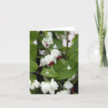 Flechas en la sombra de las campanas blancas