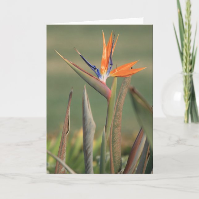 Tarjeta Flor (Anverso)