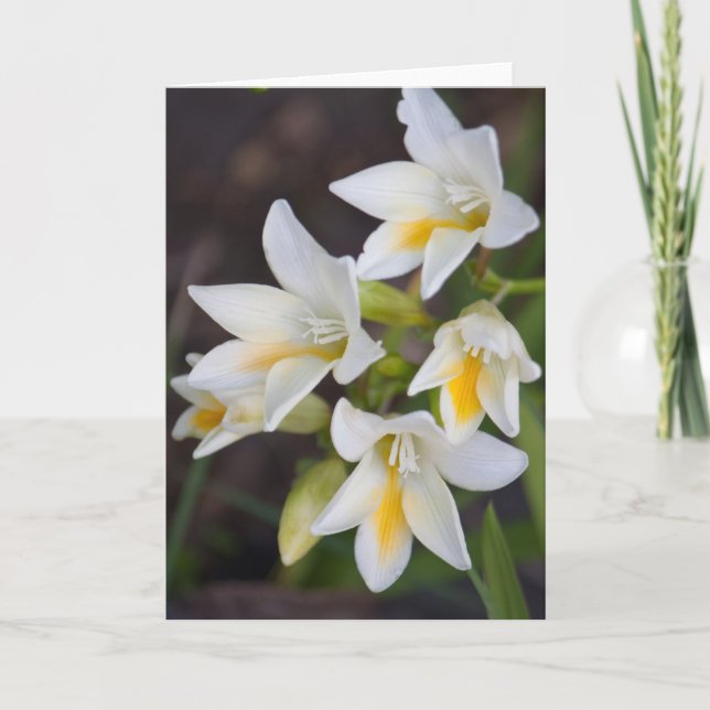 Tarjeta Flor #1668 (Anverso)