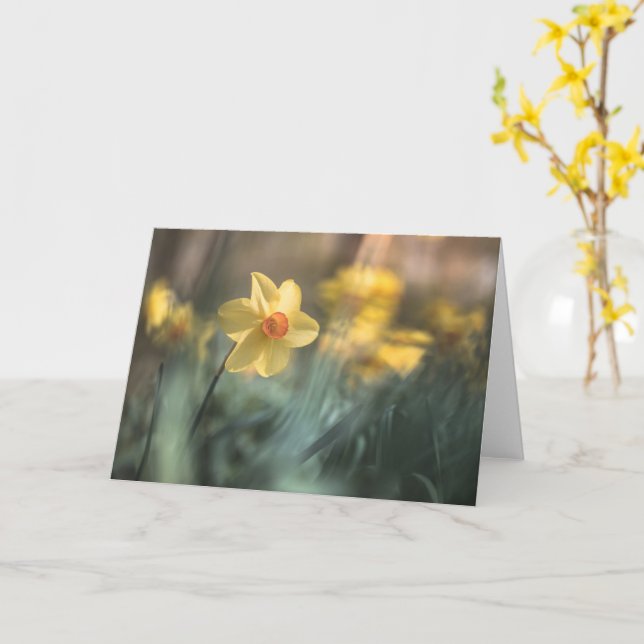Tarjeta Flor amarilla Daffodil Foto de la naturaleza (flor amarilla)