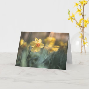 Tarjeta Flor amarilla Daffodil Foto de la naturaleza