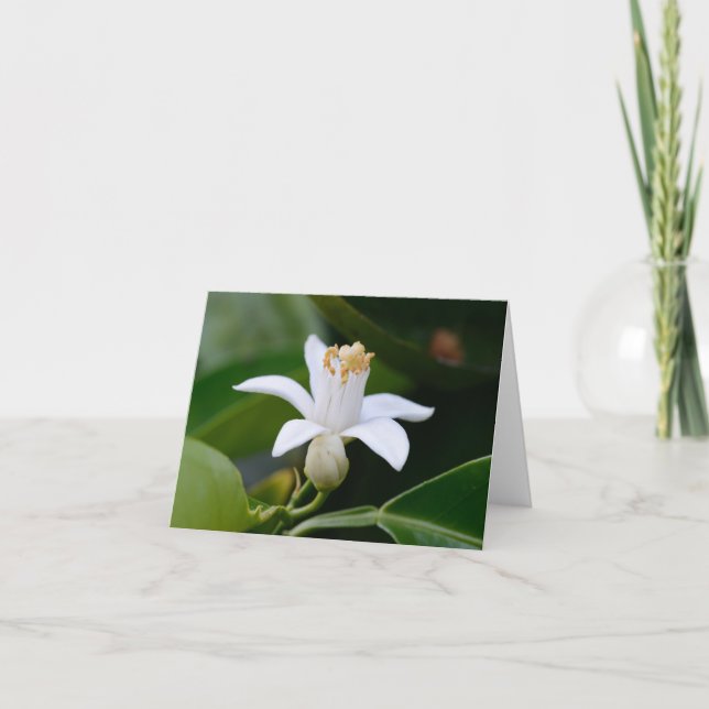 Tarjeta Flor anaranjada del flor (Anverso)