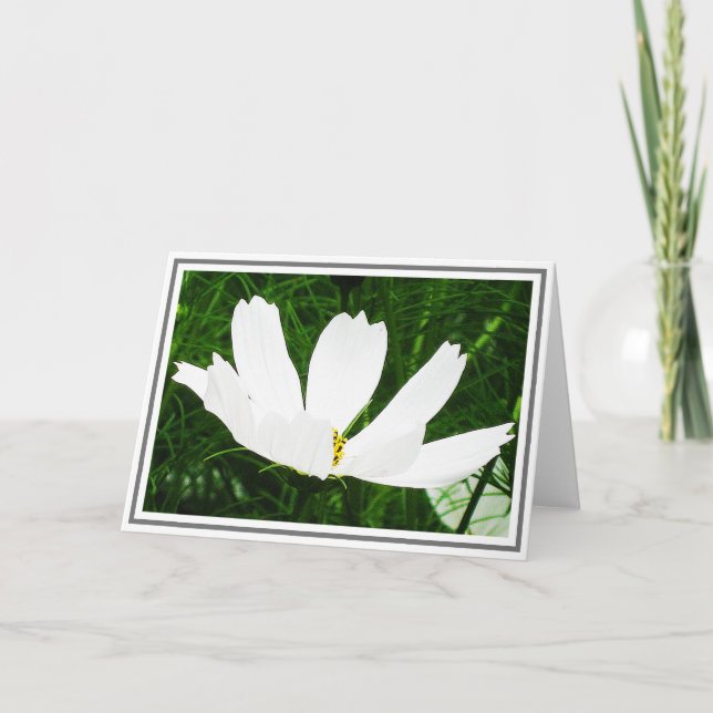 Tarjeta Flor blanca del cosmos contra follaje verde (Anverso)