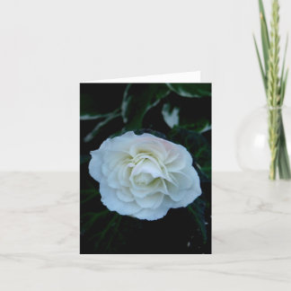Tarjeta Flor blanca pura