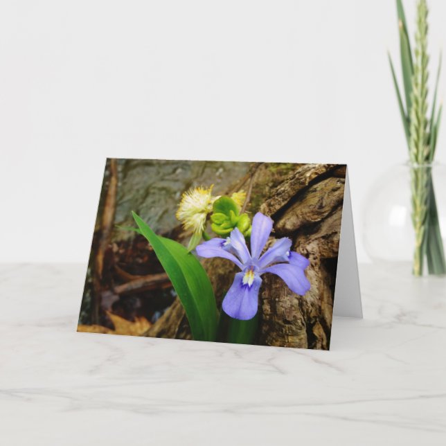Tarjeta Flor blanca púrpura azul con cresta del iris enano (Anverso)