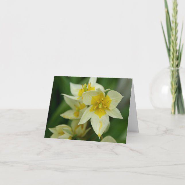 Tarjeta Flor blanca y amarilla Notecard (Anverso)