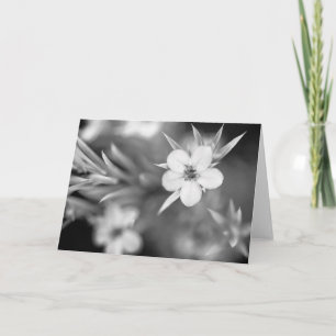 Tarjeta Flor canadiense del ciruelo