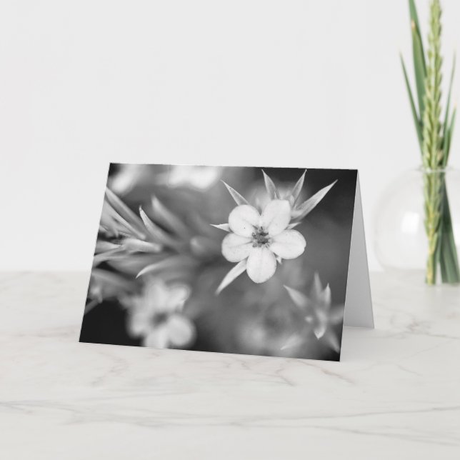 Tarjeta Flor canadiense del ciruelo (Anverso)