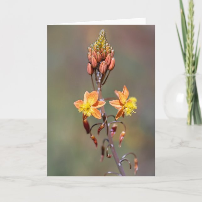 Tarjeta Flor de alote (Anverso)