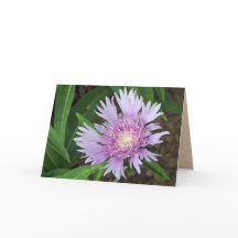 Flor de Aster de Blue Danube Stokes