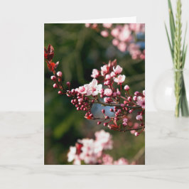 Tarjeta Flor de color rosa en la cálida luz del verano