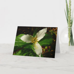 Tarjeta Flor de flores de trillio blanco