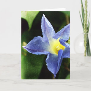 Tarjeta Flor de gloria azul por la mañana