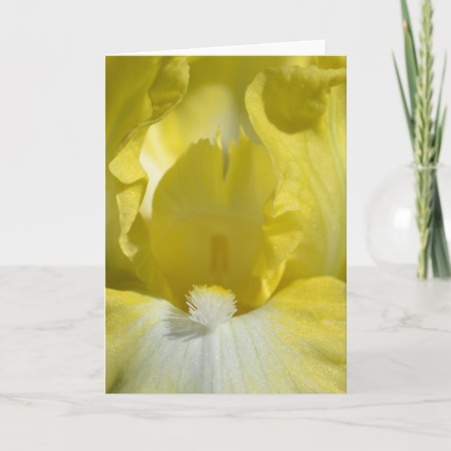 Tarjeta Flor de iris amarilla (Anverso)