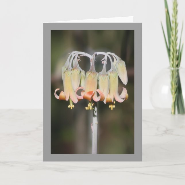 Tarjeta Flor de la lámpara (Anverso)