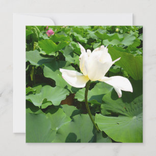 Tarjeta Flor de Lotus blanco