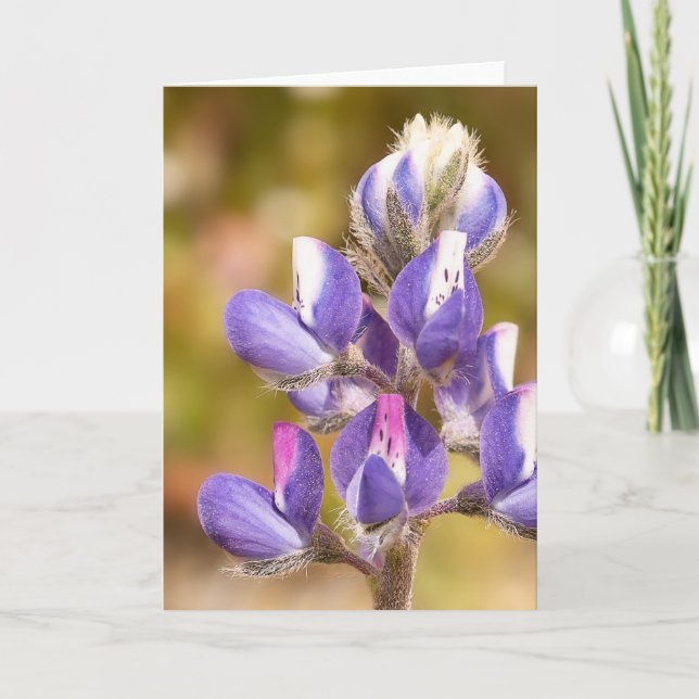 Tarjeta Flor de Lupine (Anverso)