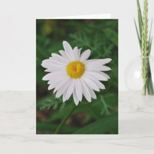 Tarjeta Flor de margarita blanca