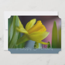 Flor de narciso amarillo CC0744 Feliz cumpleaños