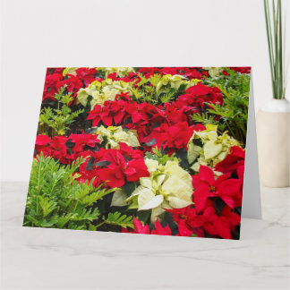 Tarjeta Flor de navidad Variedades de Poinsettia