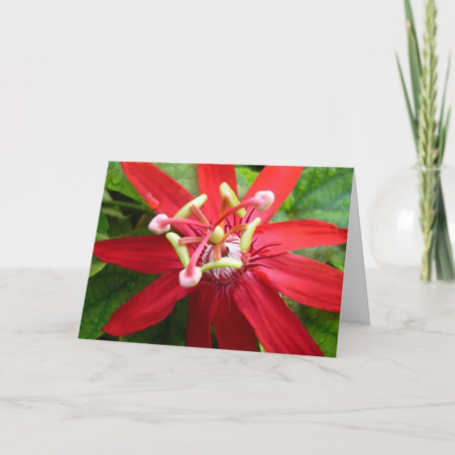 Tarjeta Flor de pasión roja (Anverso)