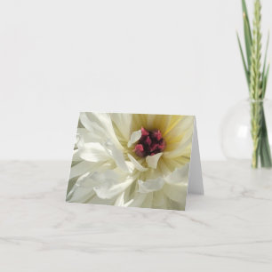 Tarjeta Flor de peones blancos cremosa con estambres rosad
