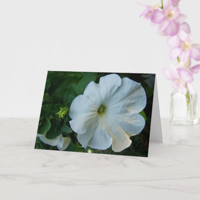 Tarjeta Flor de Petunia blanca (Orquídea)
