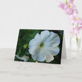 Tarjeta Flor de Petunia blanca