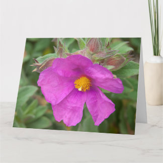 Tarjeta Flor de Rosa de rock Cistus rosa