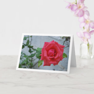 Tarjeta Flor de Rosa Rosa contra Pared Blanca