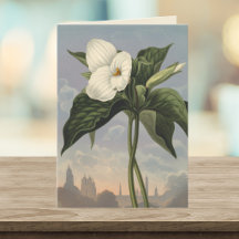 Flor de Trillium Blanca Estilo Templo de Flora en